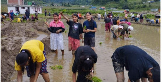 गोरखाको बारपाक सुलिकोट गाउँपालिकामा पढ्दै कमाउँदै विद्यार्थी