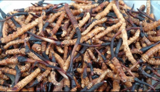हिमाली हिरा यार्सा बेचेर करोडौँ आम्दानी