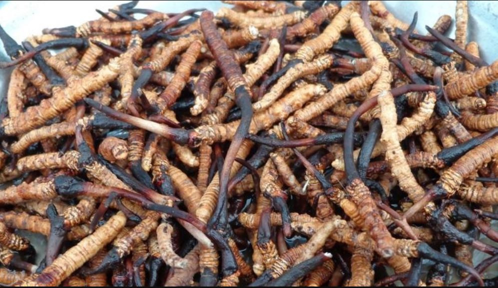 हिमाली हिरा यार्सा बेचेर करोडौँ आम्दानी