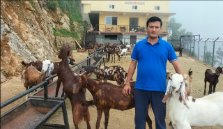 निर्माण व्यवसायी चन्दको लोभलाग्दो बाख्रापालन