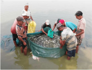 माछाका ‘ह्याचलिङ’मा  किसान आकर्षित