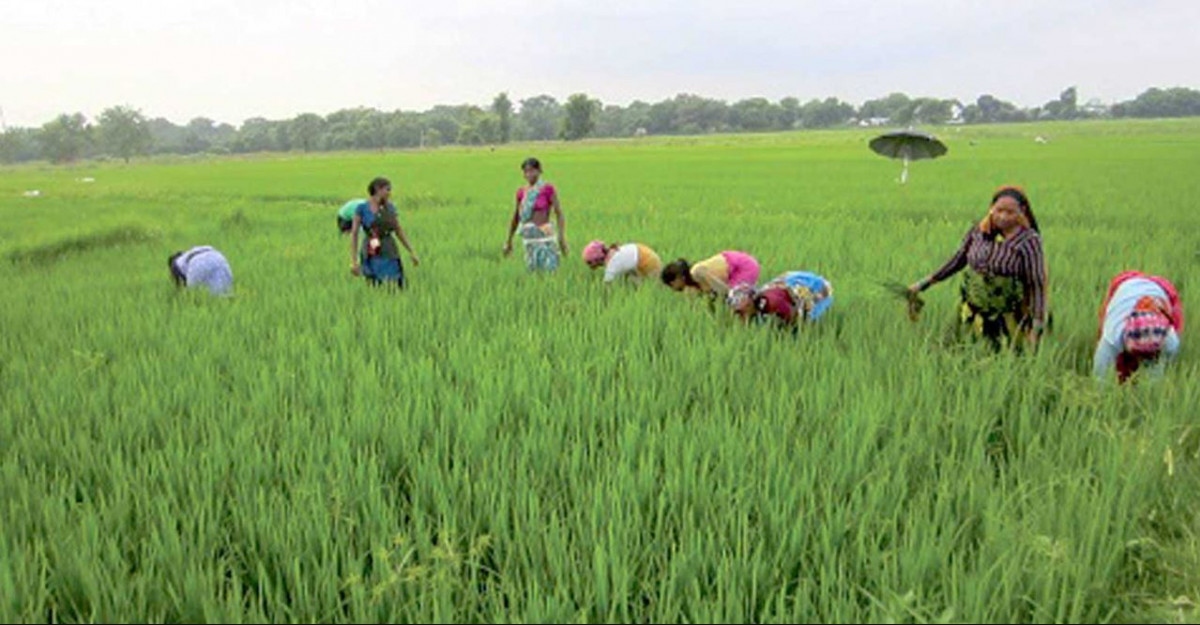 जीडीपीमा कृषिक्षेत्रको घट्दो योगदान