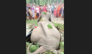 सेफ्टी ट्यांकीमा परेर जंगली हात्तीको मृत्यु