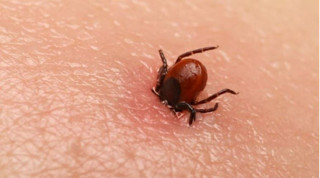 बाजुरामा ‘स्क्रब टाइफस’ का बिरामी बढ्दै, एक महिनामा नौ जना संक्रमित