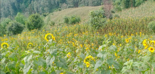 सूर्यमुखी फूलको खेतीमा रमाउँदै मिलन