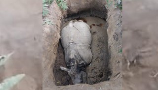 यसरी मारे चितवन राष्ट्रिय निकुञ्जमा तस्करले दुईवटा गैँडा