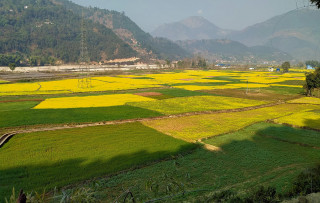 तोरी सौन्दर्य