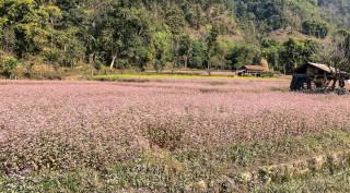 तनहुँको बन्दीपुरमा फापर खेती