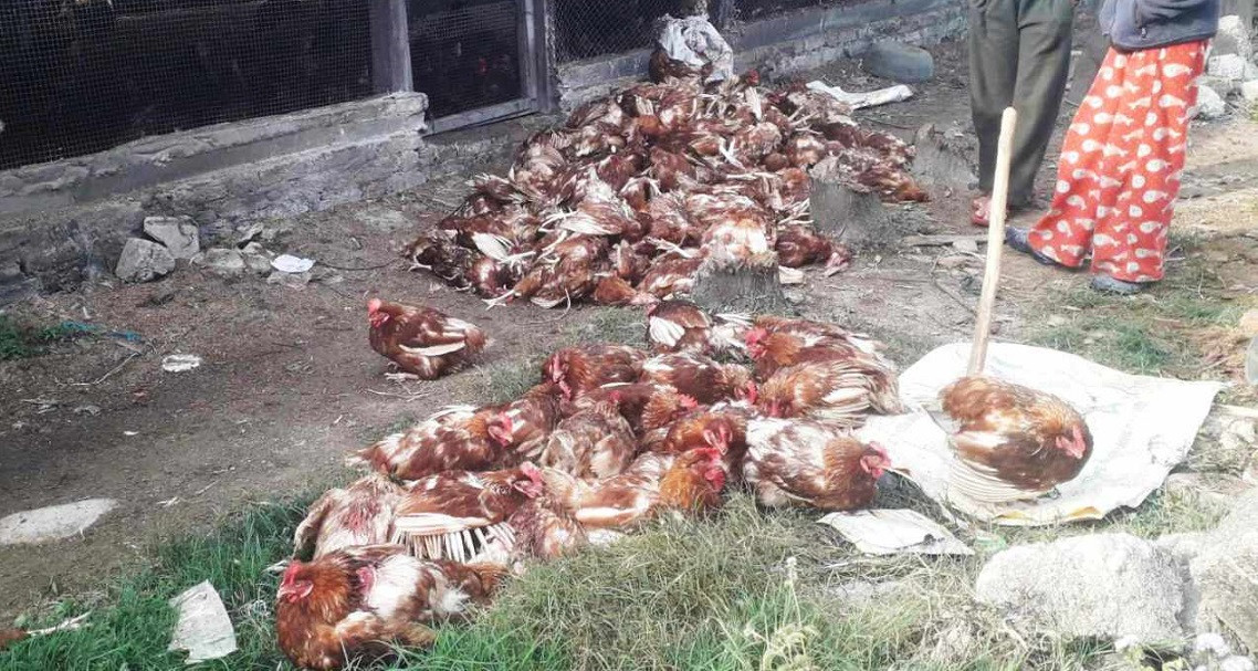 कैलालीमा मरेको कुखुराको मासु खाँदा एकै घरका दुई बालकको मृत्यु, २ जना गम्भीर बिरामी