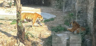 देशभरका खोरमा १९ समस्याग्रस्त बाघ, ‘टाइगर जु’ बनाउन विज्ञको सुझाव