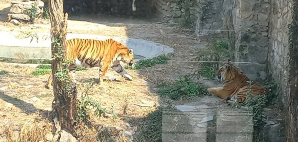 देशभरका खोरमा १९ समस्याग्रस्त बाघ, ‘टाइगर जु’ बनाउन विज्ञको सुझाव
