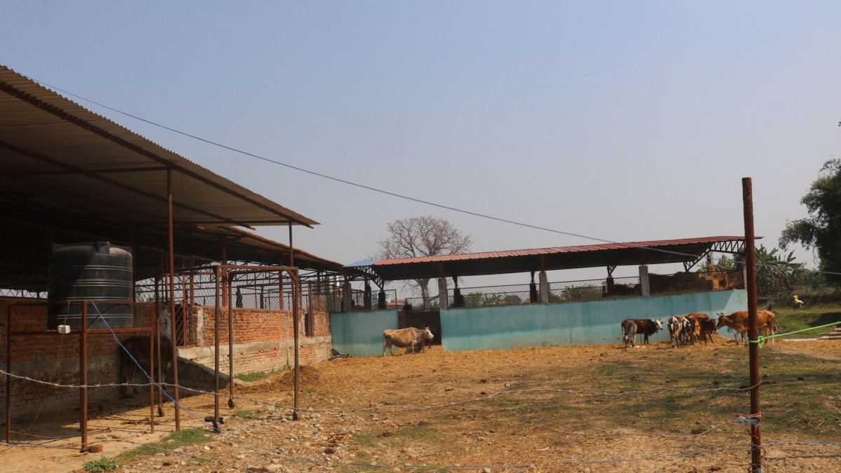 दूध र गोबर बेचेर मासिक १ लाख ५० हजार