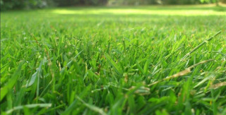 नेपालको घाँस तिब्बतमा बिक्री गरिँदै,घाँस खेती गर्ने किसानलाई निर्यातको ढोका खुल्यो