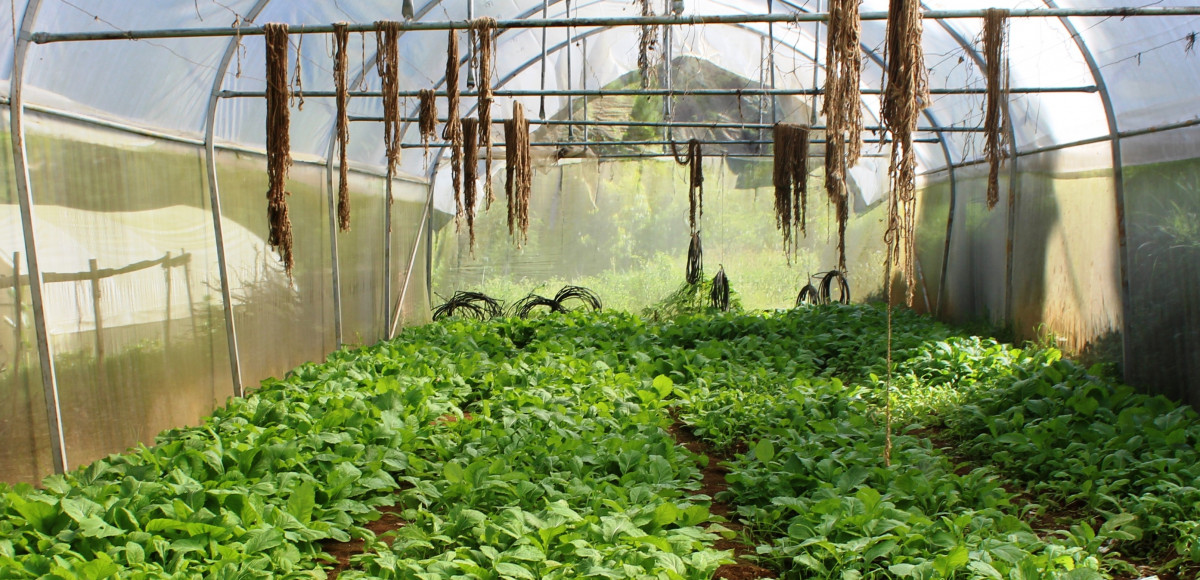 साग बेचेर लाखौँ आम्दानी