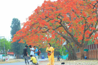 तस्बिरमा हेर्नुस् देशका विभिन्न ठाउँमा गुलमोहरको मोह लाग्दो सुगन्धित फक्राइ 