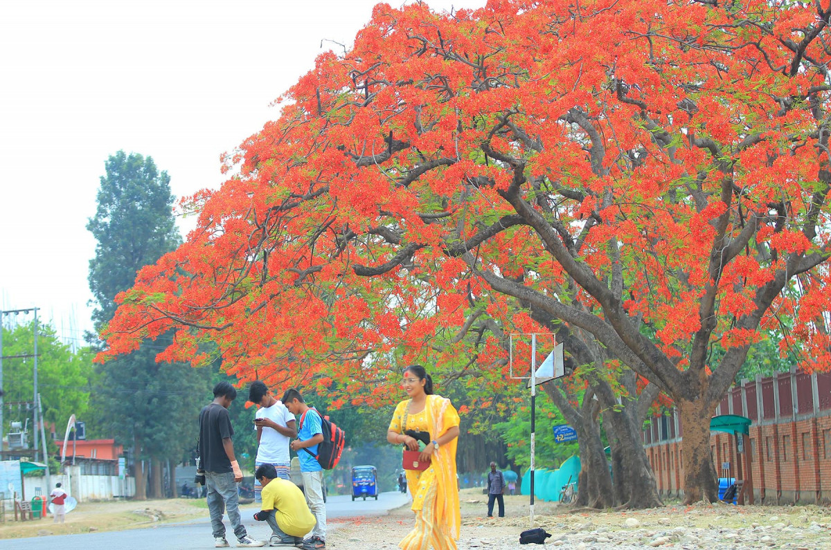 तस्बिरमा हेर्नुस् देशका विभिन्न ठाउँमा गुलमोहरको मोह लाग्दो सुगन्धित फक्राइ 