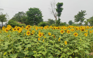 सूर्यमुखी खेती