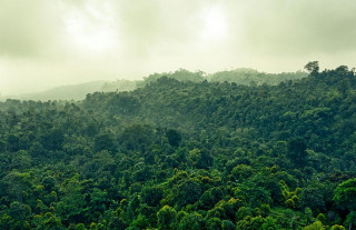 दक्षिण एसियामा सबैभन्दा बढी वन क्षेत्र भुटानको, सबैभन्दा कम अफगानिस्तानको