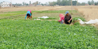 धनियाँ बिक्री गरेर वार्षिक आठ लाख आम्दानी