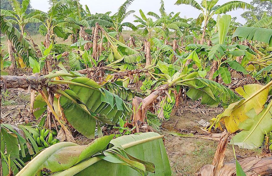 झापामा हावाहुरीले केरा खेतीमा क्षति, ३ करोड बराबरको नोक्शानी
