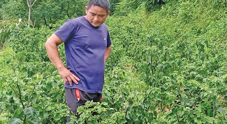 गाउँ फर्केका युवालाई गाउँघरमै व्यवसाय गर्ने वातावरण बनाउँदै सूर्योदय नगरपालिका