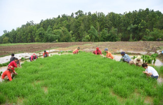 दाङको घोराहीमा  रोपाइँ गर्न धानको बिउ उखेल्दै किसान