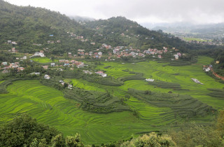 काभ्रेपलाञ्चोकको पनौतीका किसानले  गरेको धान र मकै खेती