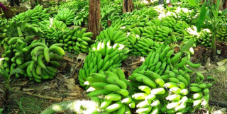 नेपाली केराले नै दसैँ, तिहार र छठ धान्ने, आयात नगर्न अपिल