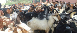 खाद्यले खसीबोका बिक्री नगर्ने, अनलाइनमार्फत बुकिङ रकम उपभोक्तालाई फिर्ता गरिँदै