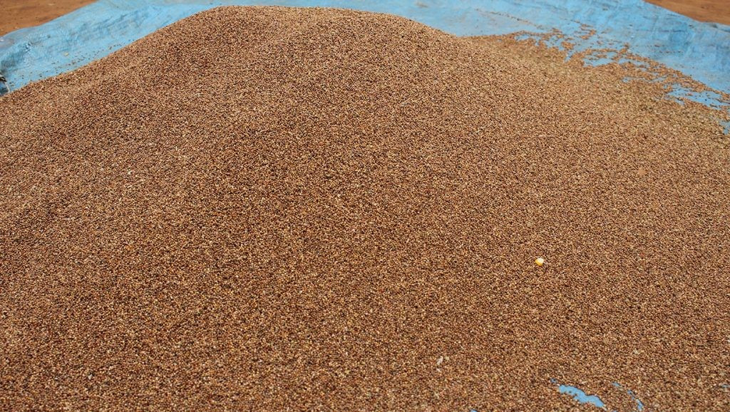 झापामा ९३७ मेट्रिक टन कोदो उत्पादन