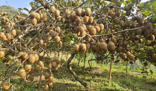 गोरखामा रुन्चेतको किवीले पाएन बजार