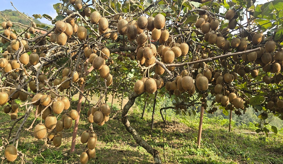 गोरखामा रुन्चेतको किवीले पाएन बजार