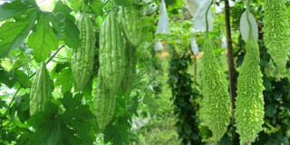 आज कालीमाटीमा तितो करेला प्रति केजी ९५ , अन्य तरकारीको मूल्य कति ?