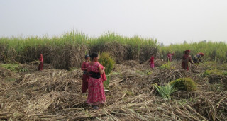 उखु किसानलाई एक अर्ब ५० करोड अनुदान