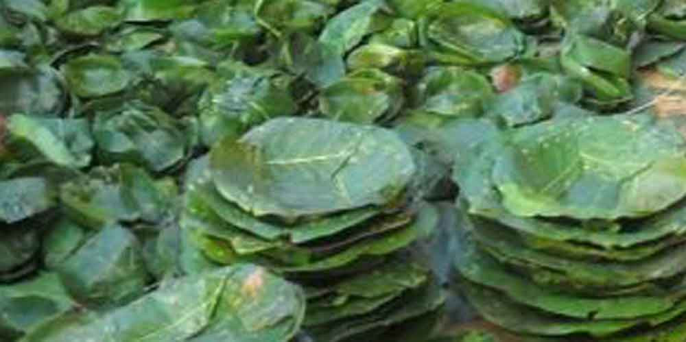 सालको दुना टपरीको माग अत्यधिक