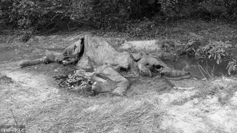 सड्न लागेको अवस्थामा मृत हात्ती फेला