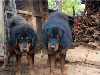 नेपालको भोटे कुकुरलाई अन्तर्राष्ट्रिय मान्यता