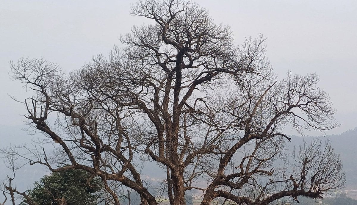 कटहरका रुख सुकेपछि किसानलाई पिरलो