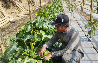 तरकारी खेतीबाट वार्षिक सात लाख आम्दानी गर्दै दमौलीका हिराबहादुर