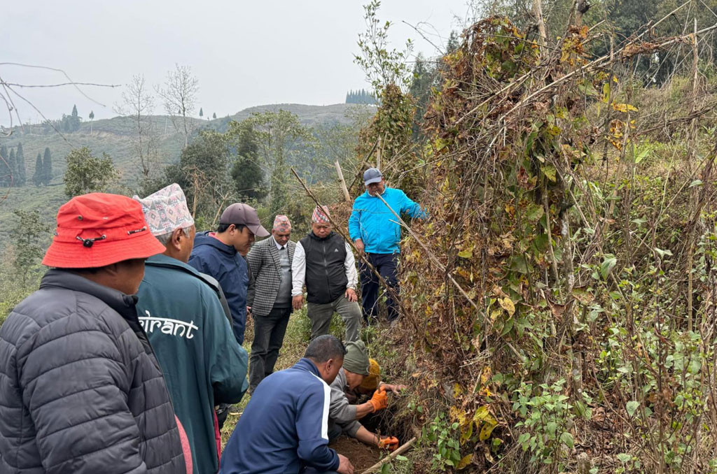 पालिकाको सहयोगमा अन्न नउब्जने भिरालोमा ‘वनतरुल’ खेती