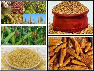 हुम्लामा उत्पादन भएको ७ प्रकारको रैथाने बालीको मूल्य निर्धारण