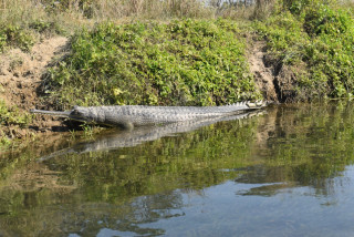 राप्तीमा गोहीको गुँड खोज्दै चितवन राष्ट्रिय निकुञ्ज