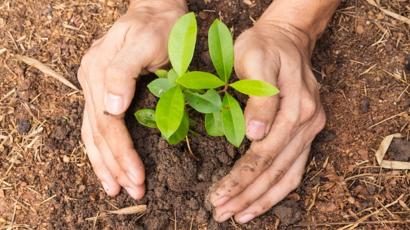 दुई लाख बिरुवा उत्पादन गर्दै डिभिजन वन कार्यालय