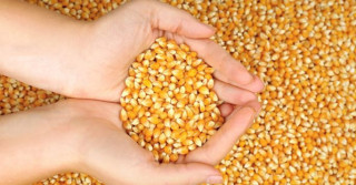 कर्णालीमा दुई लाख ५८ हजार मेट्रिक टन मकै उत्पादन