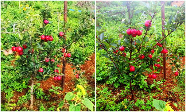 अनुदान पाएपछि व्यावसायिक स्याउखेतीमा जुटे भोजपुरका किसान