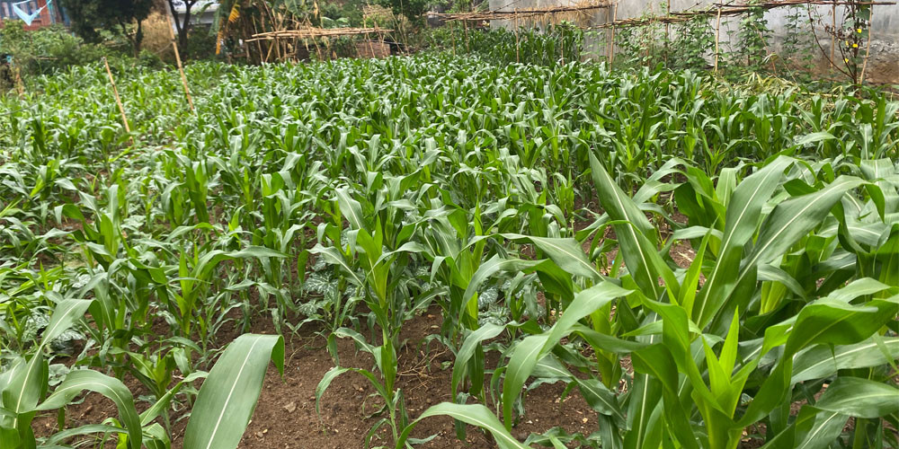 विद्युतीकरणपछि चन्द्रनगरका किसान मकैखेतीतर्फ आकर्षित