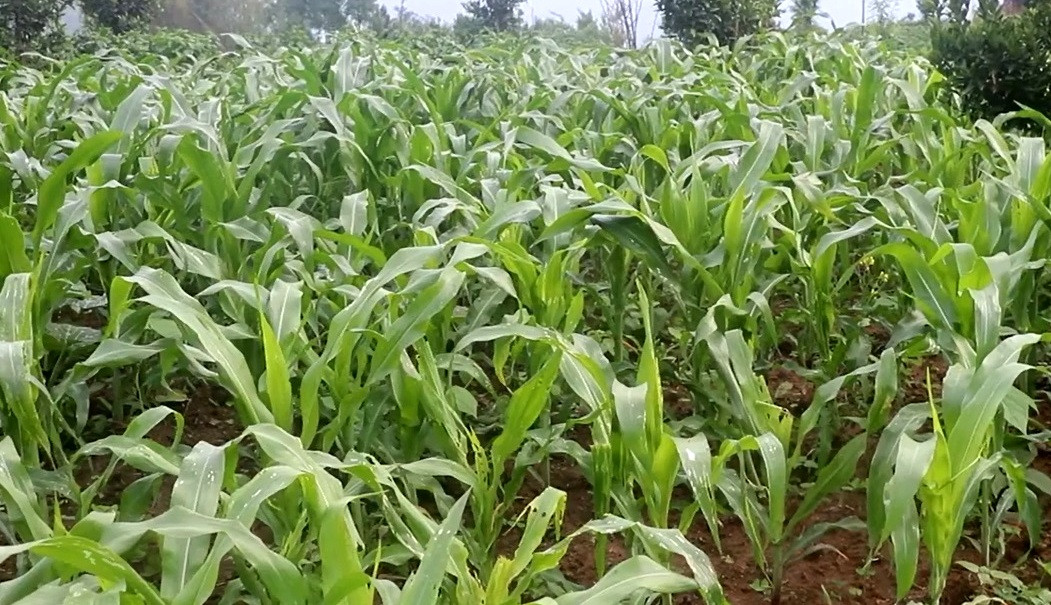 मकैमा फौजी किराको समस्या देखिएपछि किसान चिन्तित