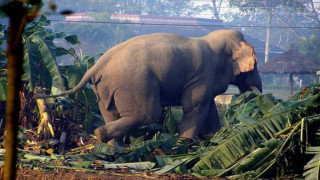 हात्तीको आक्रमणबाट आफ्नै घरको आँगनमा एक जनाको मृत्यु