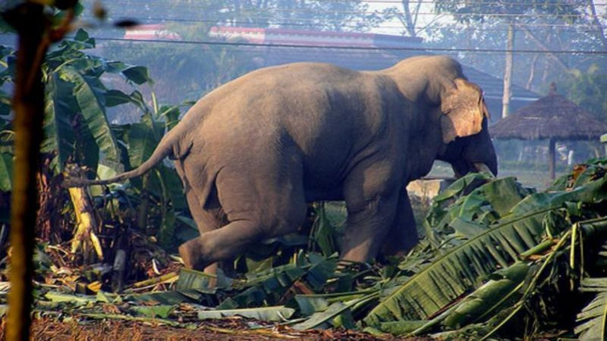 हात्तीको आक्रमणबाट आफ्नै घरको आँगनमा एक जनाको मृत्यु
