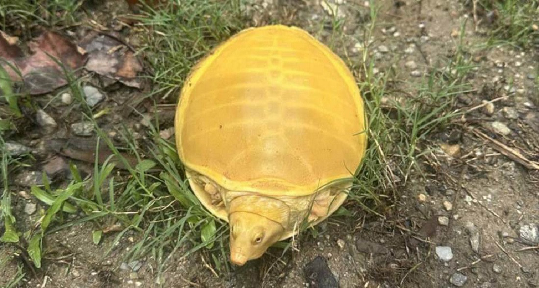 जलथलमा भेटियो दुर्लभ कछुवा